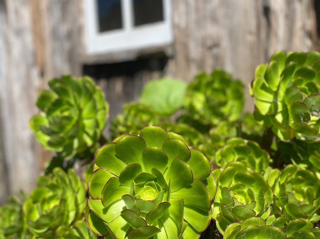 Okains Bay Maori and Colonial Museum-基督城必去景点