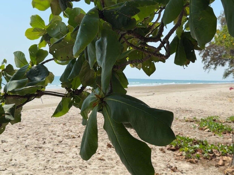 Mae Ramphueng Beach-罗勇必去景点