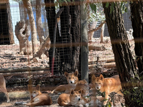 Jirrahlinga Dingo Conservation & Wildlife Education Centre-Chewton必去景点