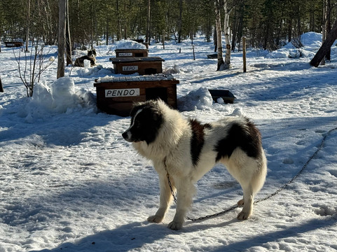 Primitif Aventure-伊瓦洛必去景点