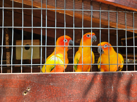Cayman Parrot Sanctuary-East End必去景点