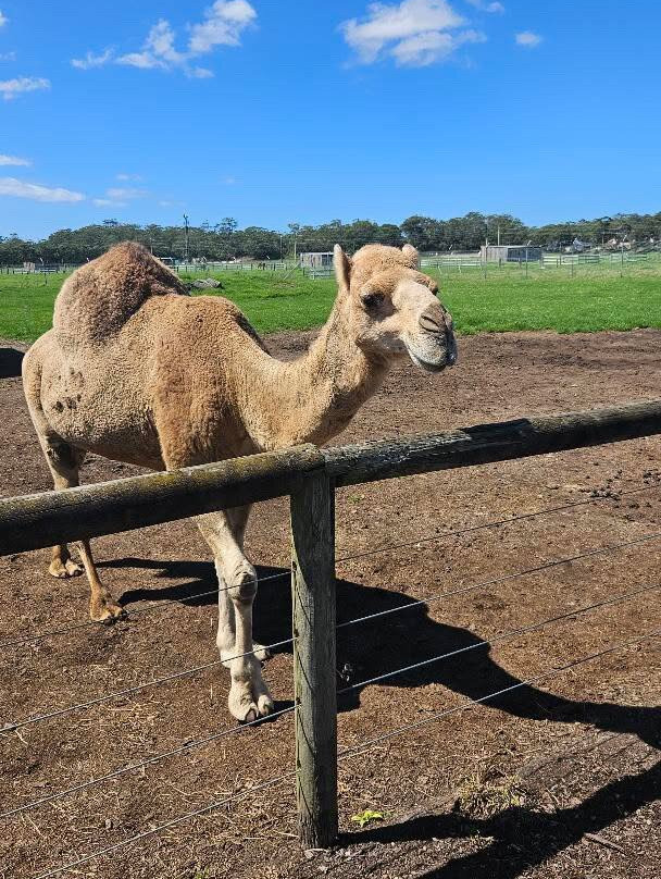 Oakvale Wildlife Park-威廉斯顿必去景点