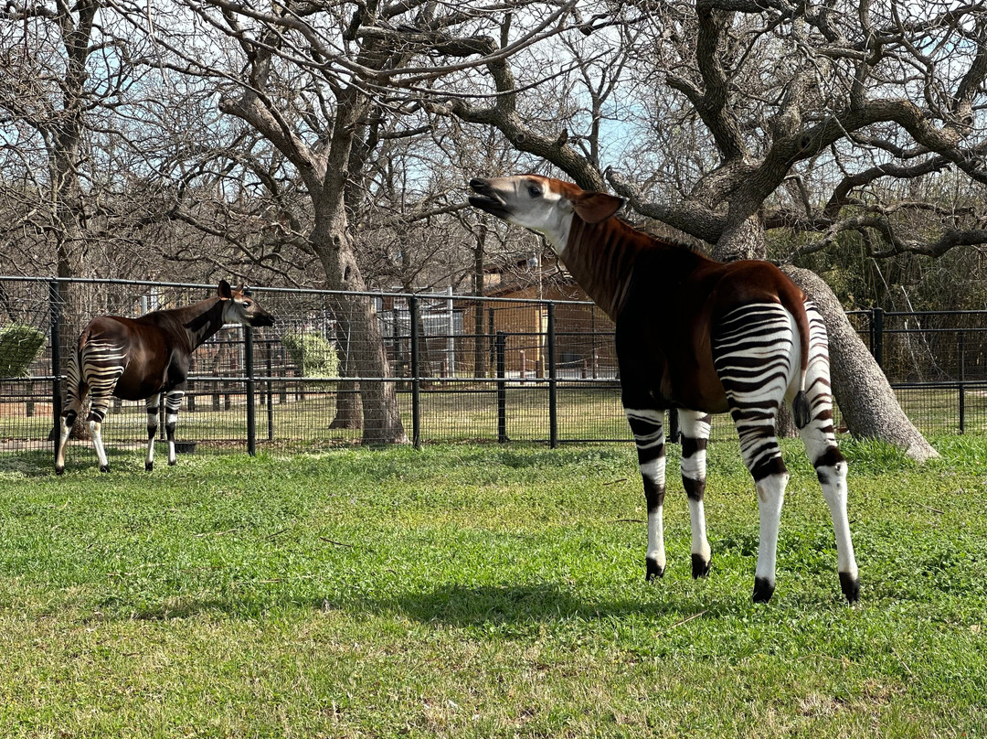 Oklahoma City Zoo and Botanical Garden-俄克拉何马城必去景点