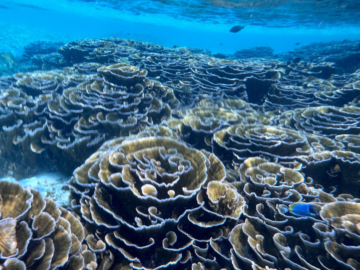 Joy Island Maldives by Cocoon Collection-泳池