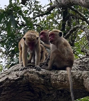 Flyingro Lanka Tours (Pvt) Ltd