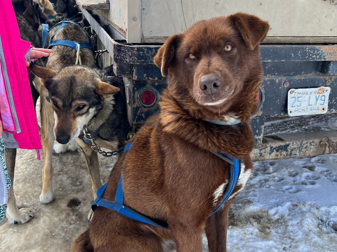 Spirit of the North Sled Dog Adventures-Ennis必去景点