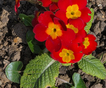 Priory Gardens-奥尔平顿必去景点