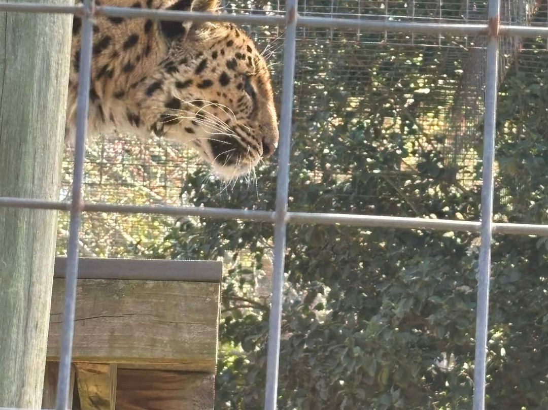 Carson Springs Wildlife Conservation Foundation-盖恩斯维尔必去景点