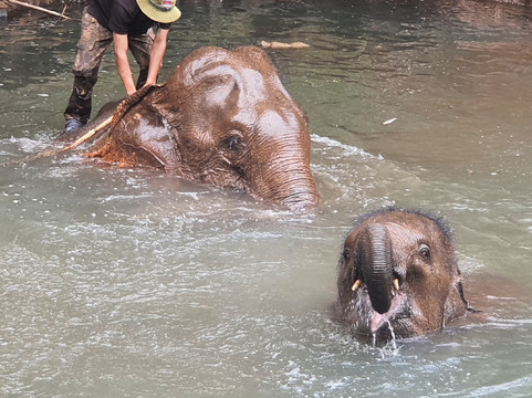 Airavata Elephant Foundation-邦隆必去景点