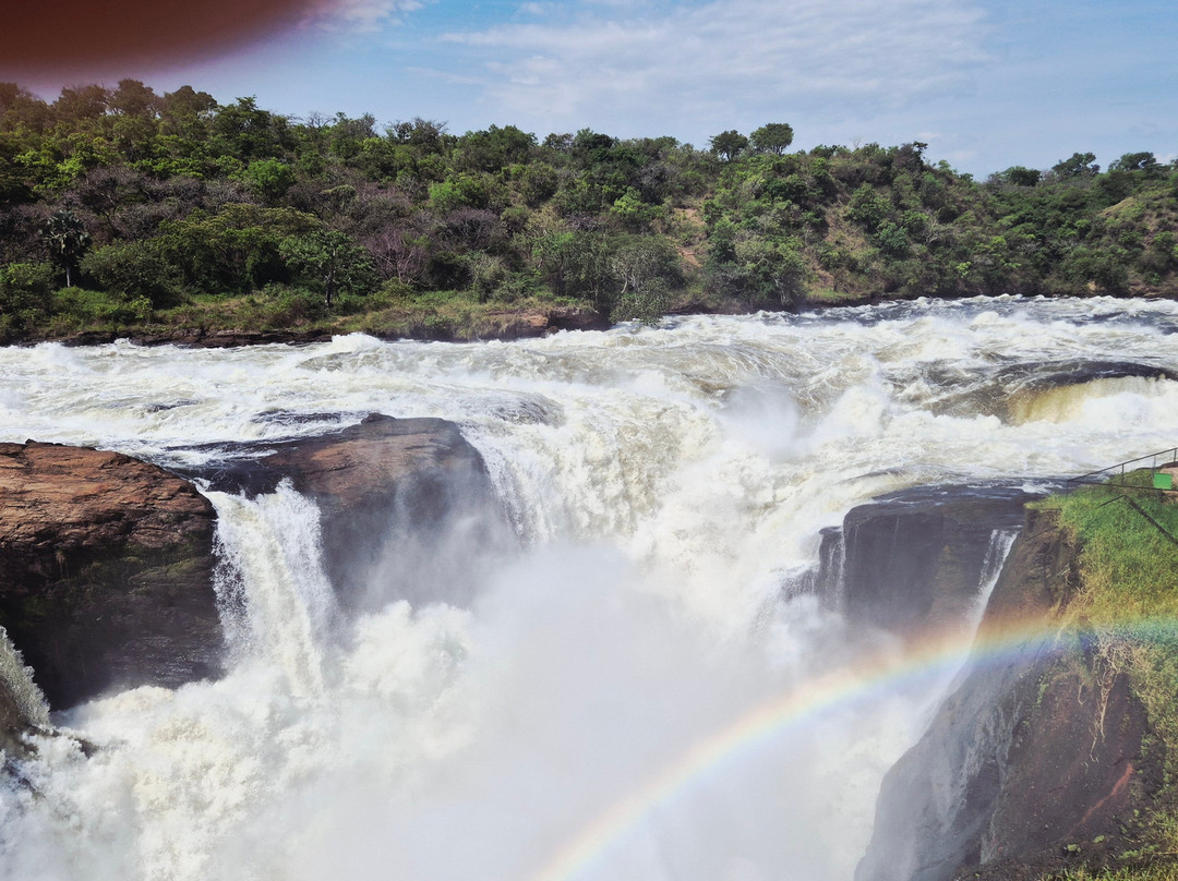 African Buffalo Safaris-坎帕拉必去景点