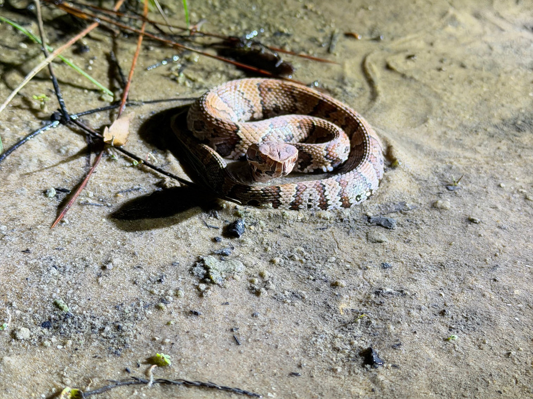 Tour The Glades - Private Wildlife Tours-大沼泽地必去景点