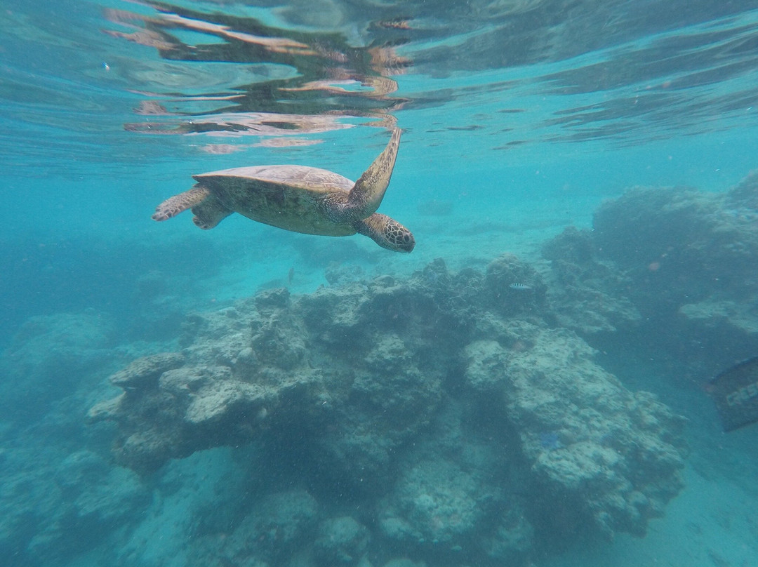 Green Turtle Tours-堤堤卡维加必去景点