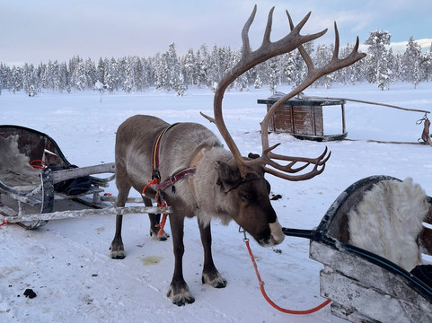 拉普兰之旅-撒利塞卡必去景点