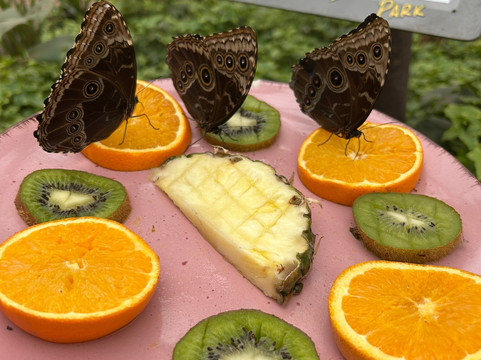 Schmetterlingspark Fehmarn-Burg auf Fehmarn必去景点