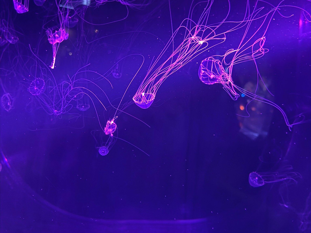 Aquarium de Biarritz-比亚里茨必去景点