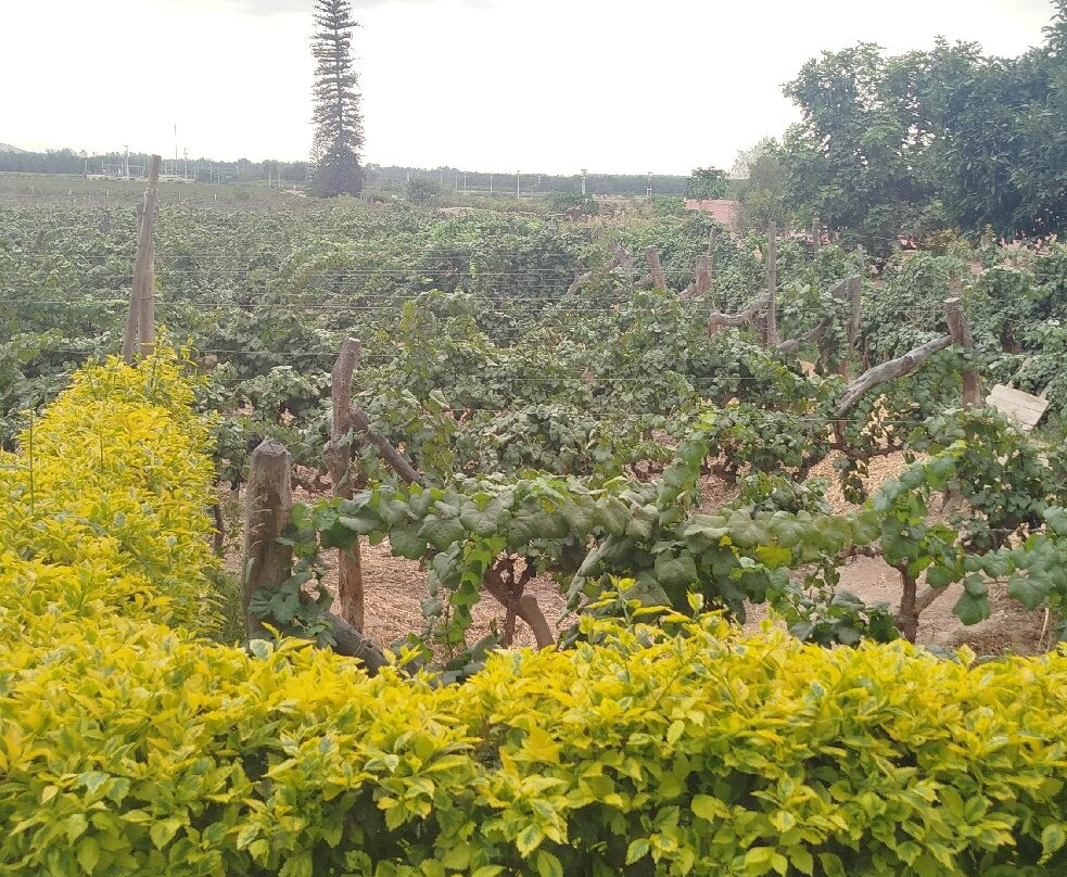 Tacama-伊卡必去景点