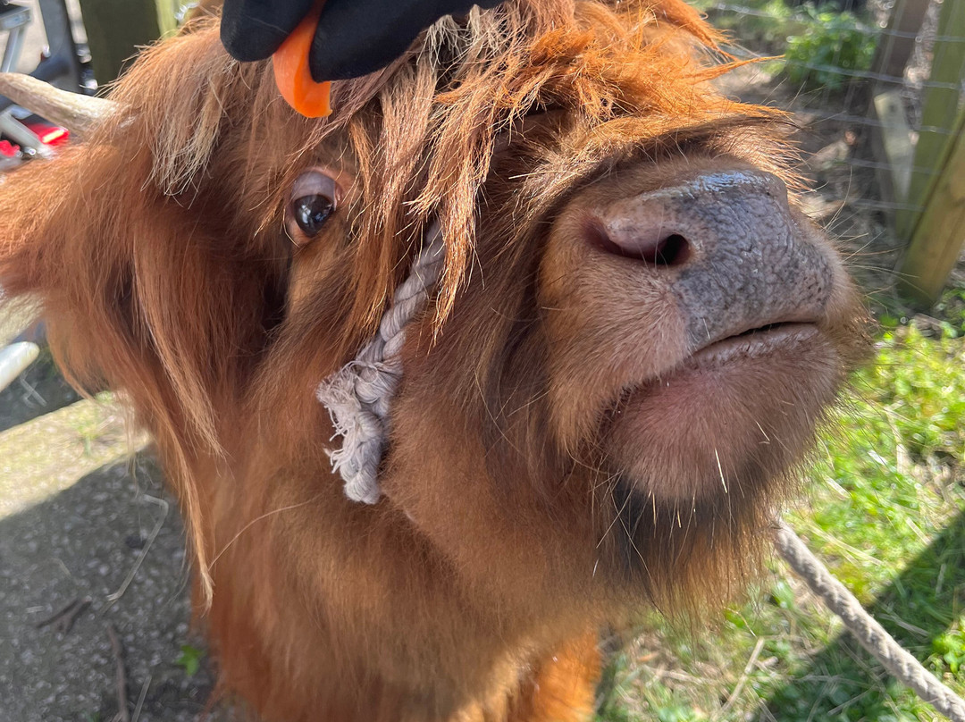 Greenacres Animal Park-Deeside必去景点