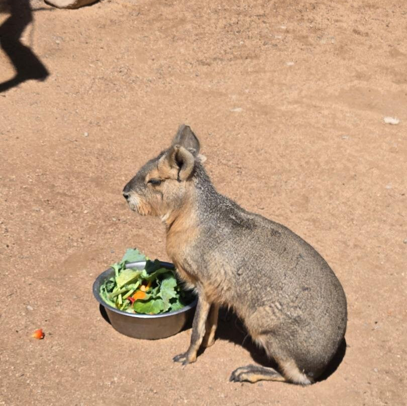 Out Of Africa Wildlife Park-Camp Verde必去景点