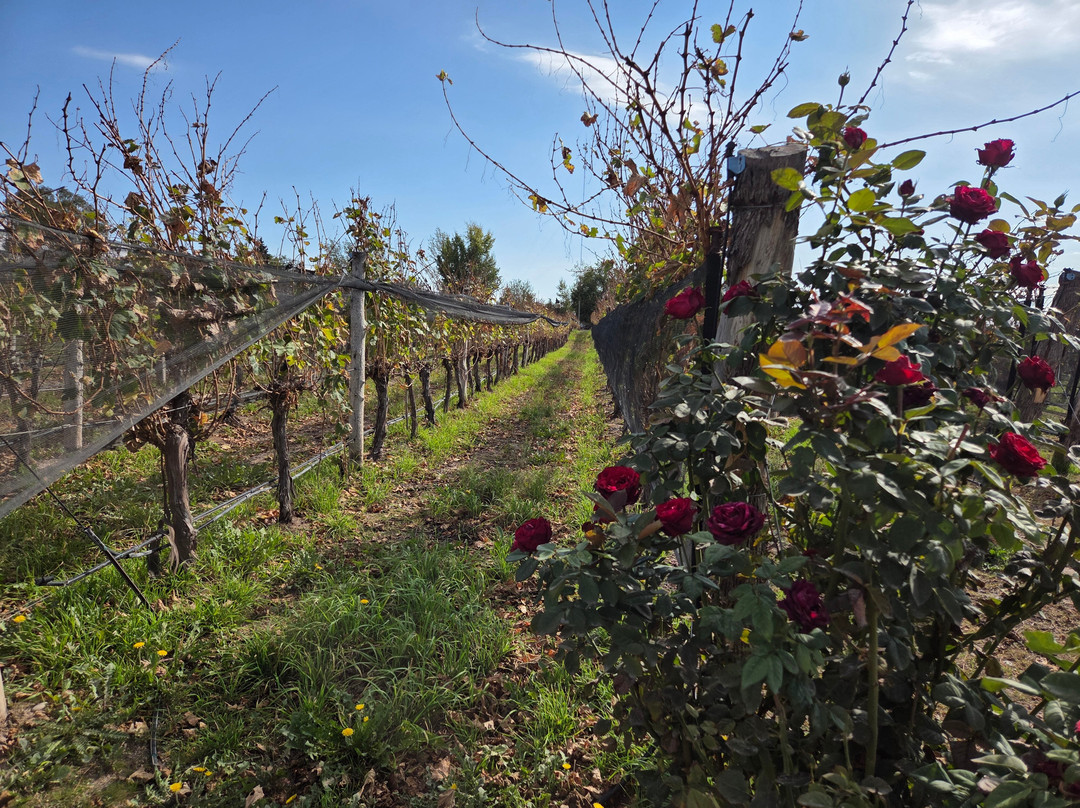 Bodega Budeguer-阿格雷洛必去景点
