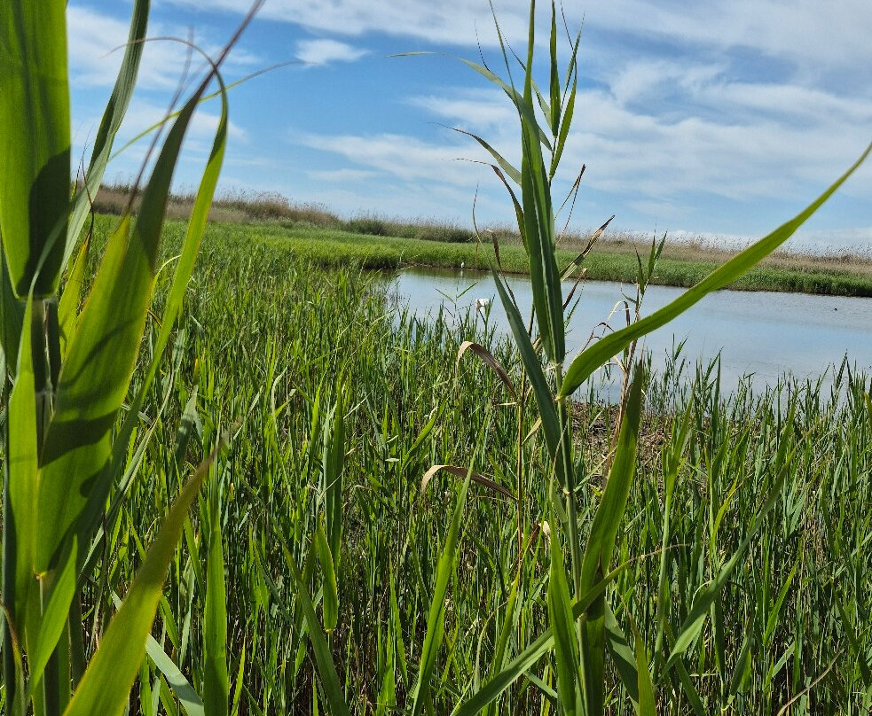 Monumento Naturale Palude di Torre Flavia-拉迪斯波利必去景点