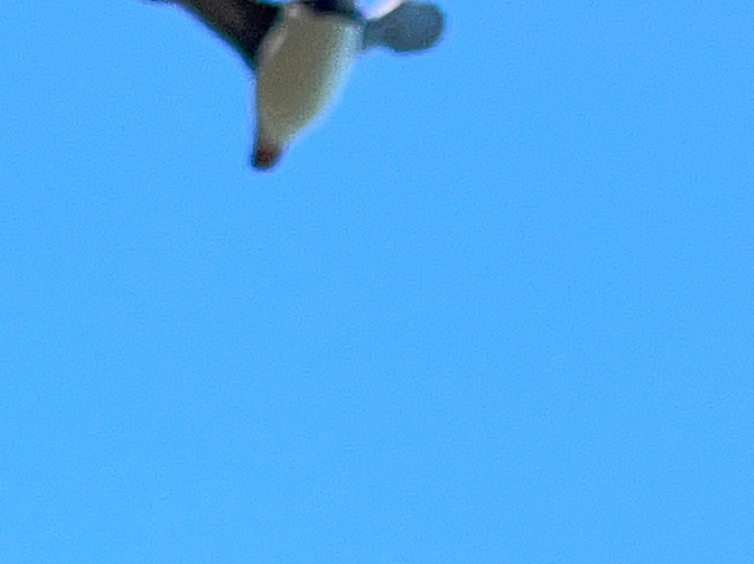 Pembrokeshire Islands Boat Trips-Marloes必去景点