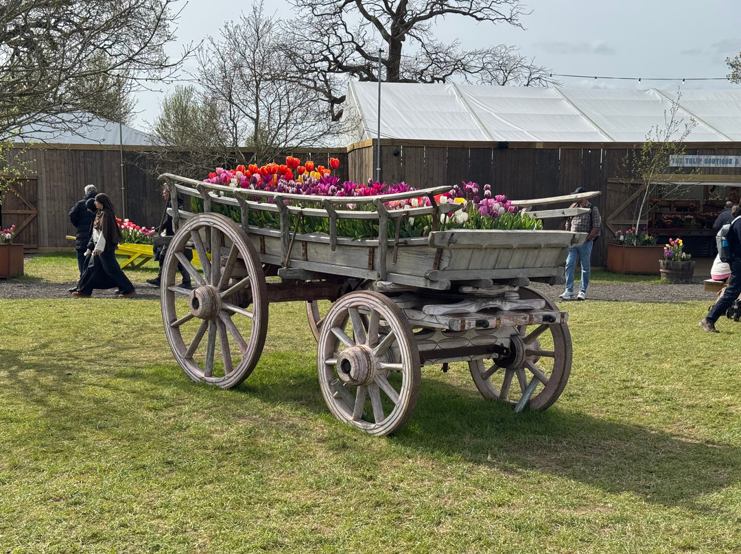 Tulleys Tulip Garden - Warwickshire-沃里克必去景点