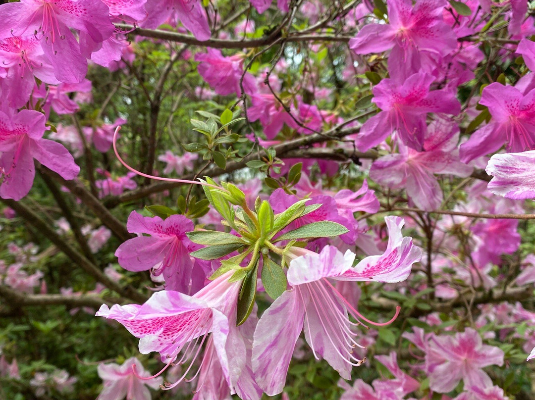 La Bambouseraie En Cévennes-Generargues必去景点