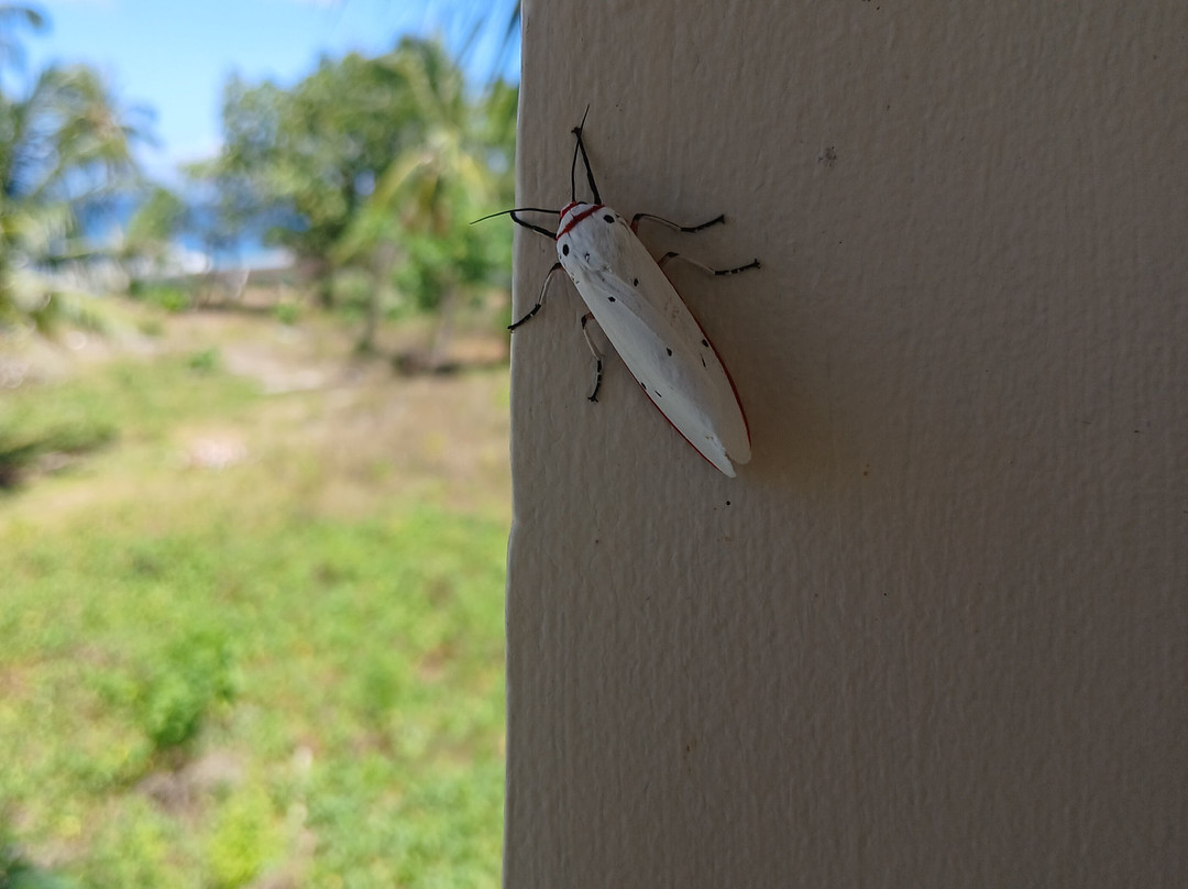 拉娜斯海滩度假村主图