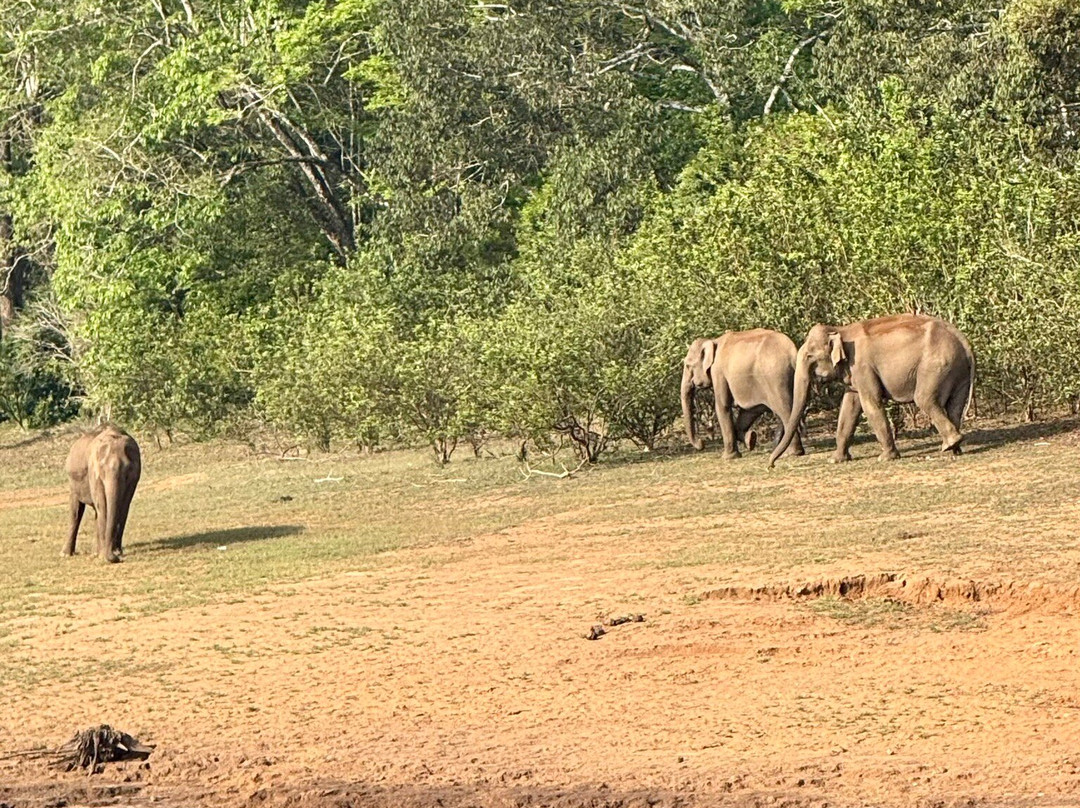Bodhi Tree-柯钦必去景点