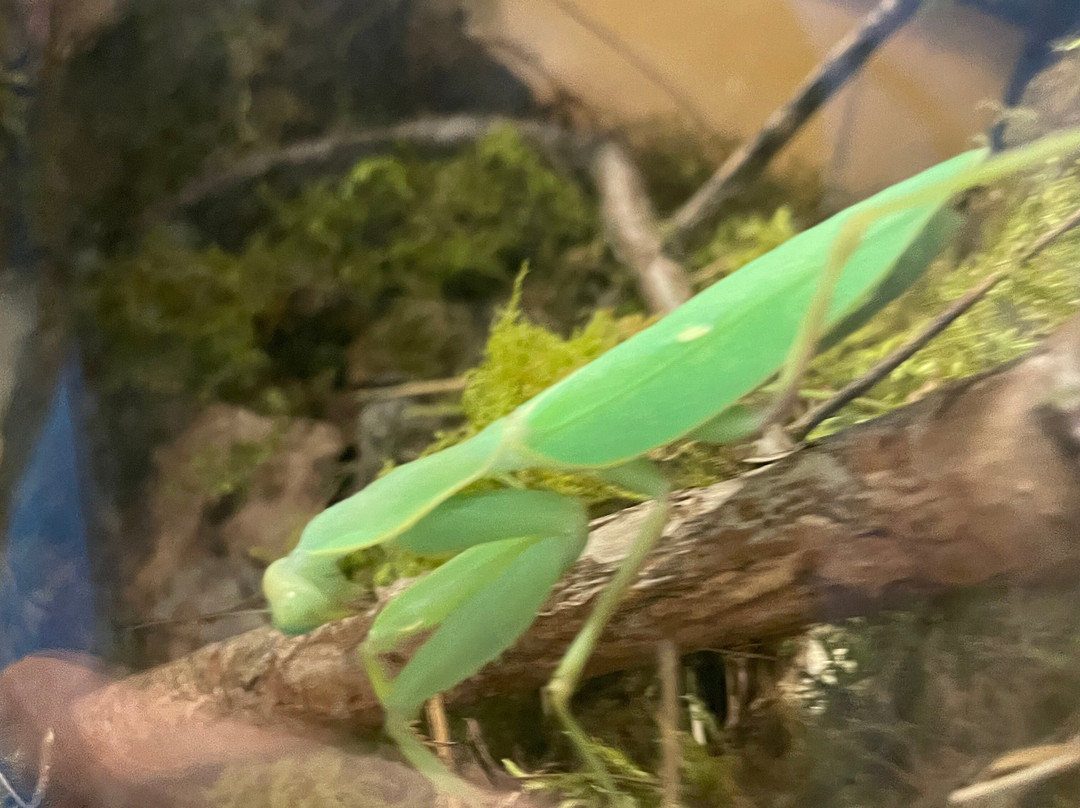 The Bug Parc-Lenwade必去景点