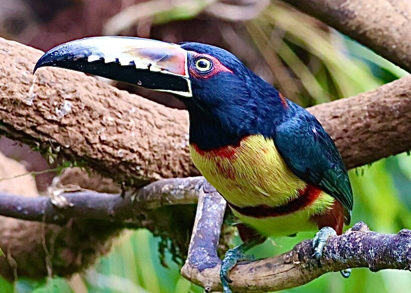 Costa Rica Focus-圣何塞必去景点