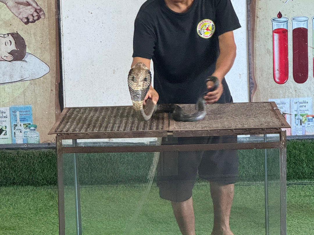Cobra Show Thailand-苏梅岛必去景点