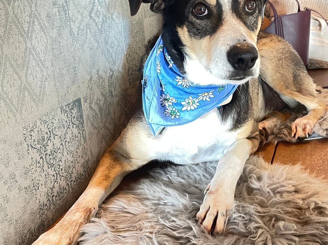 Quinta da Luz - 高级精品B&B主图