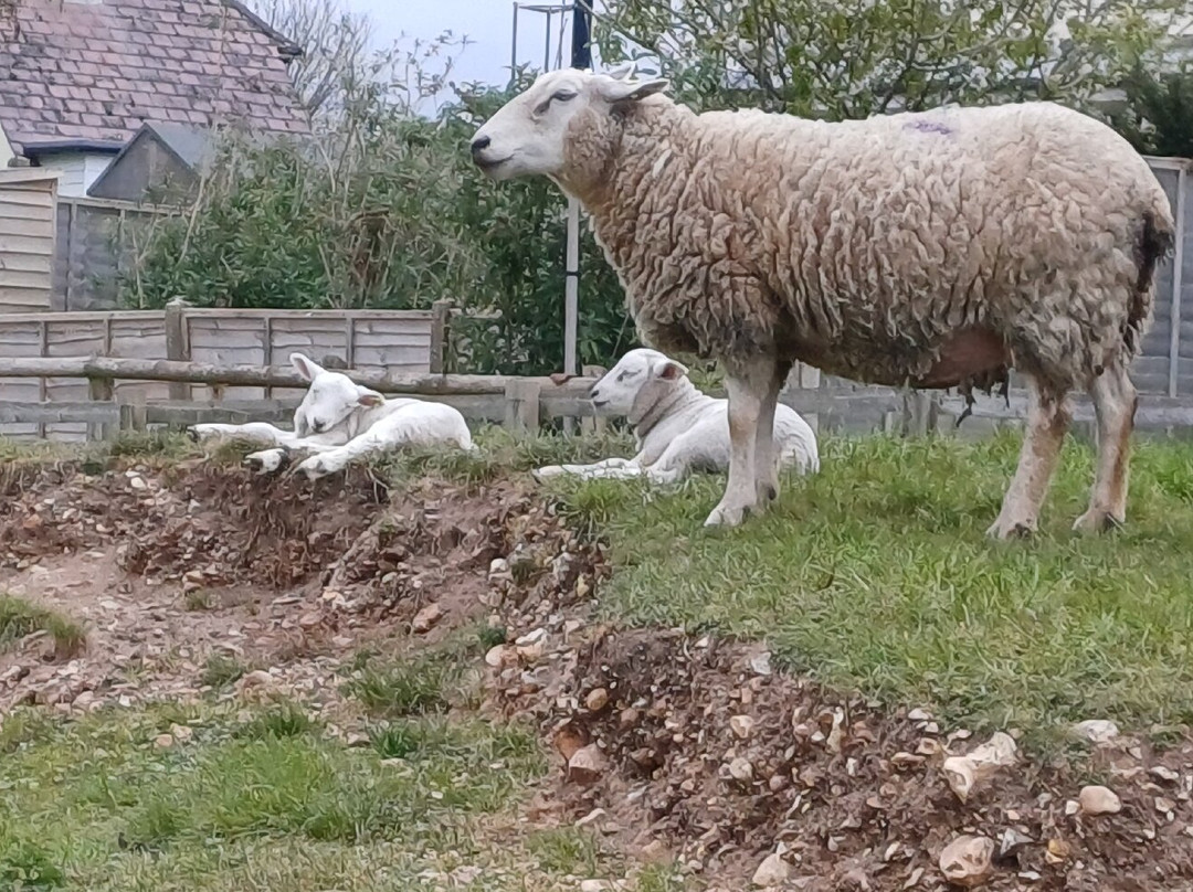 Kingston Maurward Park And Gardens-多切斯特必去景点