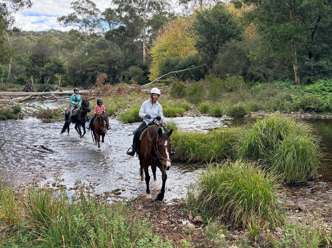 Watson's Mountain Country Trail Rides - Day Tours-曼斯菲尔德必去景点