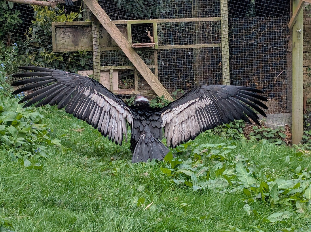 Welsh Mountain Zoo-科尔温湾必去景点