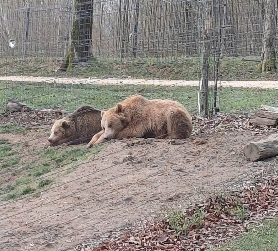 Libearty Bear Sanctuary Zarnesti-Zarnesti必去景点
