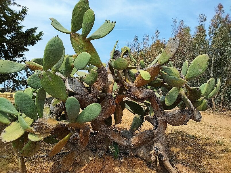 cantina rigàtteri-Santa Maria La Palma必去景点