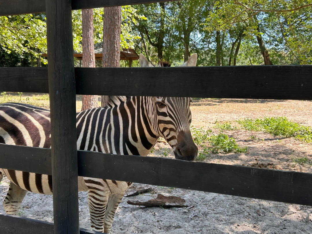 Two Tails Ranch: All About Elephants-Williston必去景点
