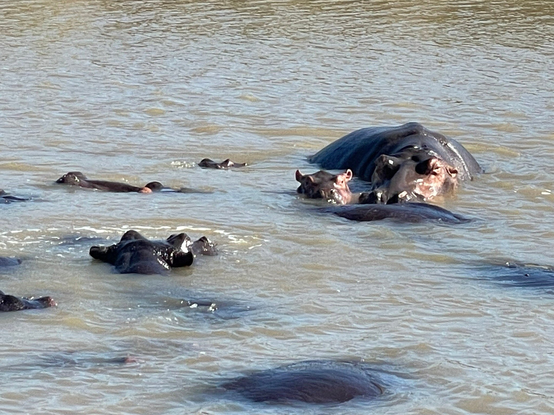 Shoreline Hippo and Croc Cruises-圣露西亚必去景点