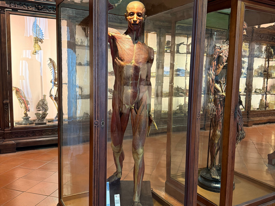 MUSA - Museo Universitario delle Scienze e delle Arti-那不勒斯必去景点