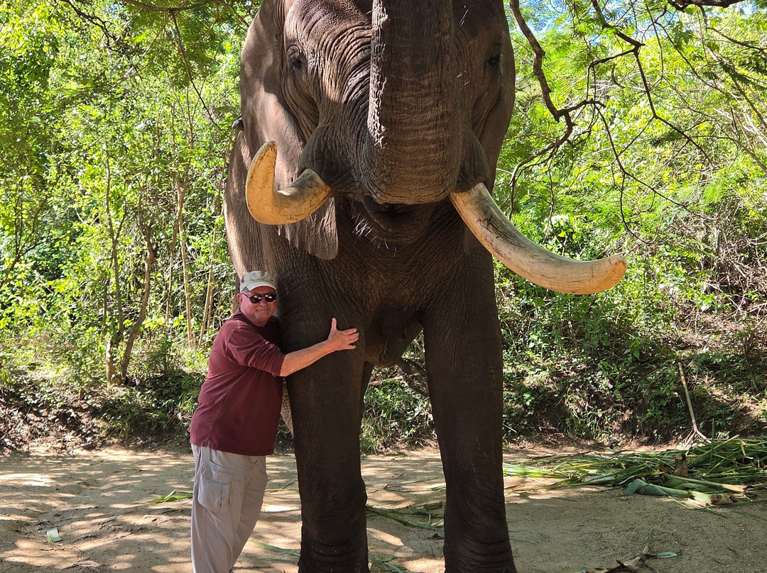 Elephant Whispers-雾观必去景点