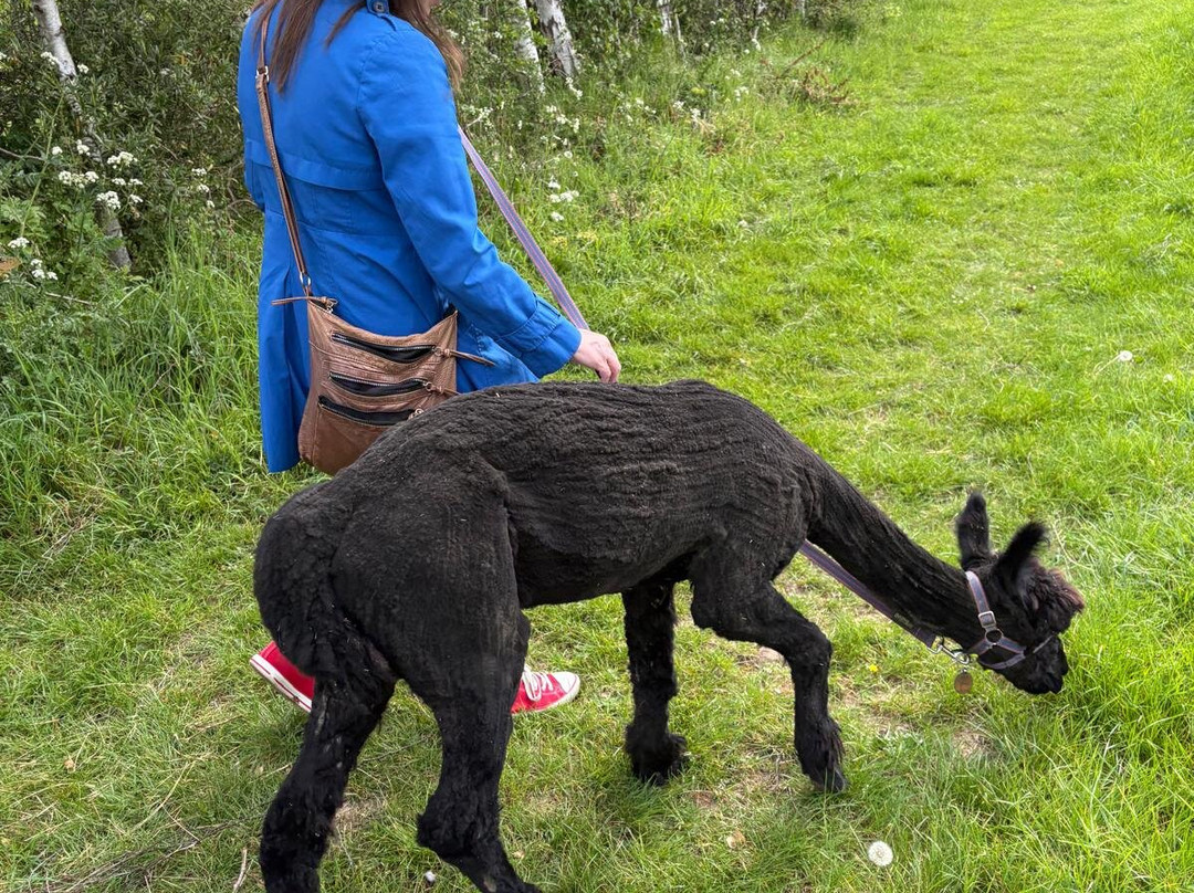 All Things Alpaca Ltd-切姆斯福德必去景点