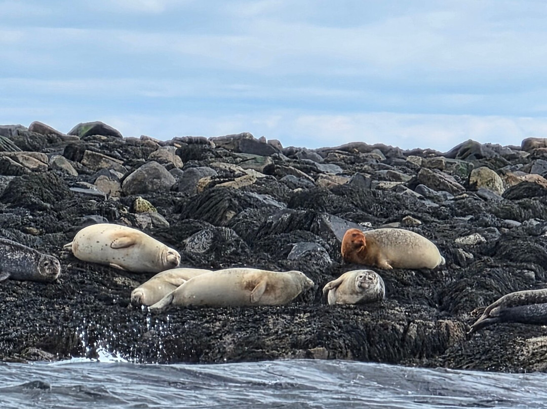 Acadia Puffin Cruise-Steuben必去景点