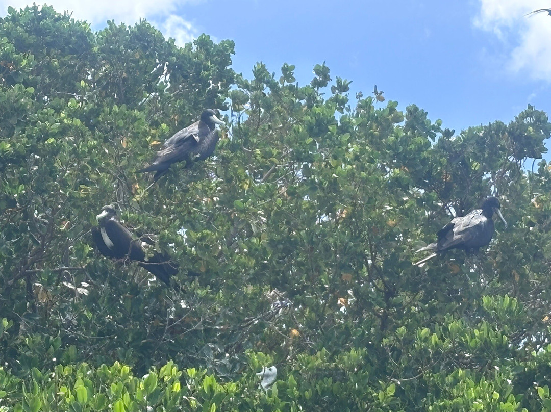 Hillside Tours Barbuda-Codrington必去景点