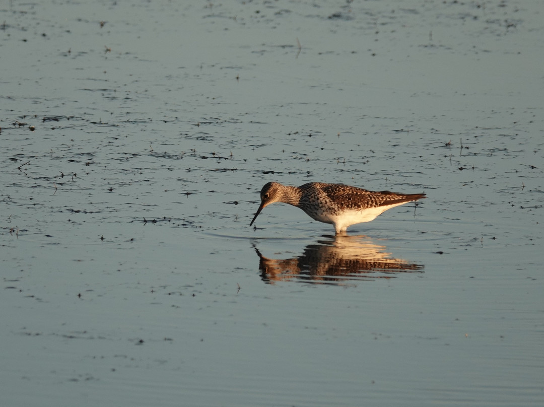 Sabine National Wildlife Refuge-Hackberry必去景点