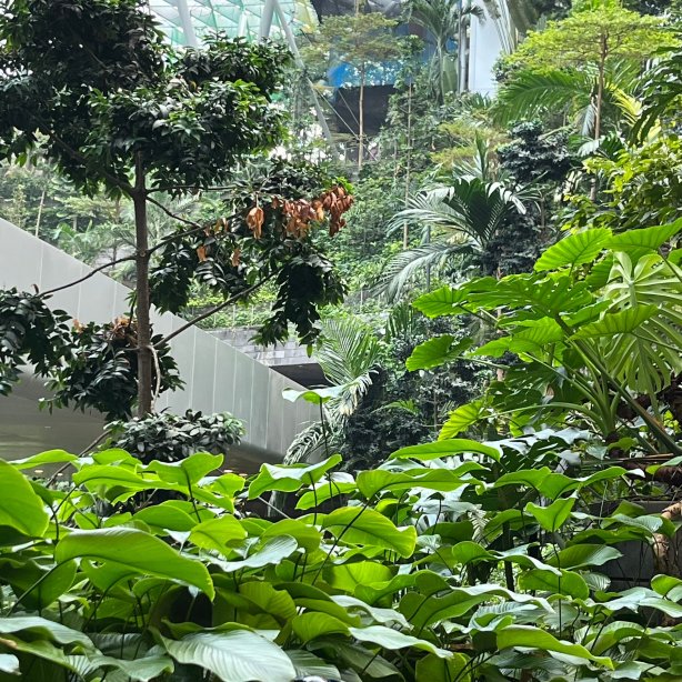 优特莱尔新加坡樟宜机场酒店-旅行者