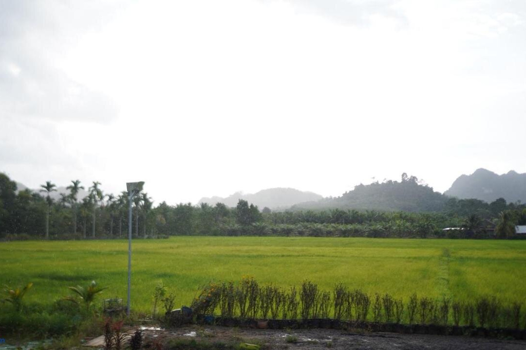 Rice Field Bungalows