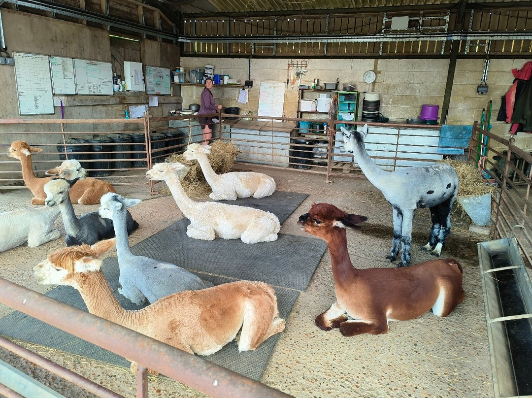 Alpaca Walking - With Spring Farm Alpacas-Fletching必去景点