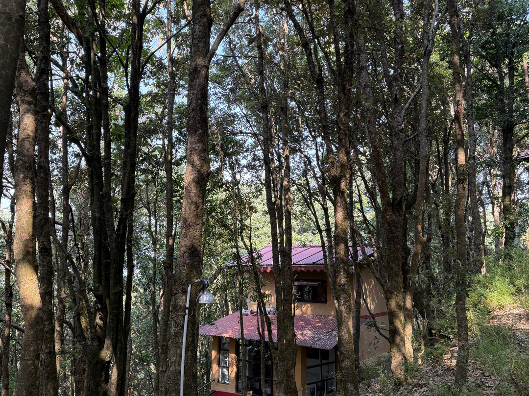 丛林传说观鸟小屋主图